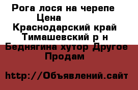 Рога лося на черепе › Цена ­ 5 000 - Краснодарский край, Тимашевский р-н, Беднягина хутор Другое » Продам   